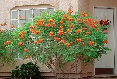 NATUREZA