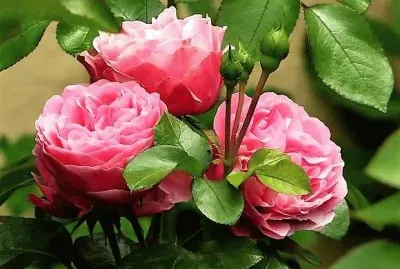 flores jigsaw puzzle