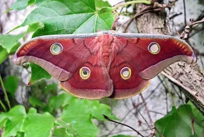 natural