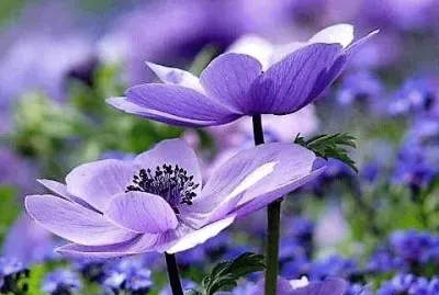 flores jigsaw puzzle