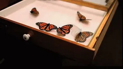 natural jigsaw puzzle