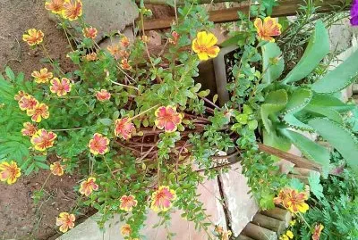 פאזל של flores