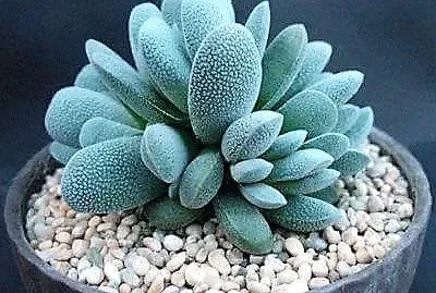 natural jigsaw puzzle