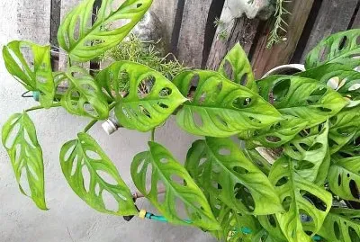 פאזל של natural