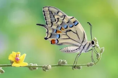 natural jigsaw puzzle