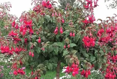 פאזל של flores