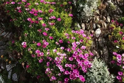 flores