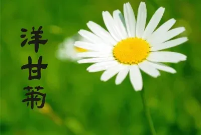 æ¤ç‰©èªŒ jigsaw puzzle