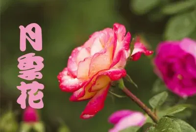 æ¤ç‰©èªŒ jigsaw puzzle