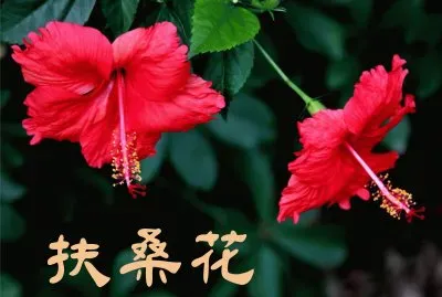 æ¤ç‰©èªŒ jigsaw puzzle