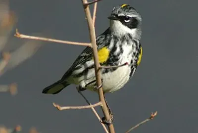 Parula gropponegiallo
