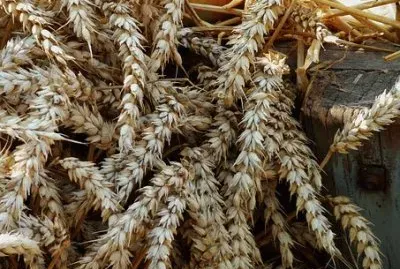 Imagem jigsaw puzzle