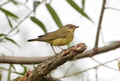Parula del connecticut