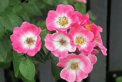 flores jigsaw puzzle