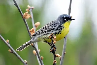 Dendroica kirtlandii