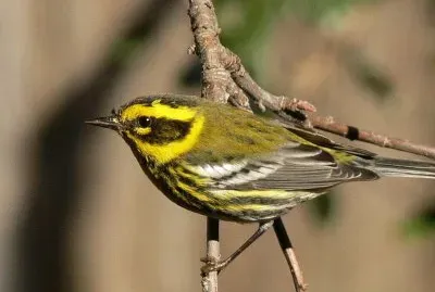 Dendroica townsendi