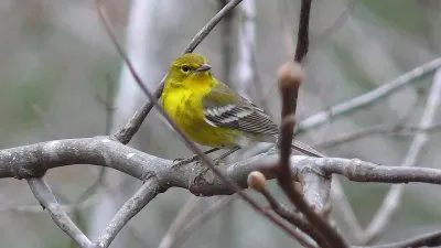 Dendroica pinus