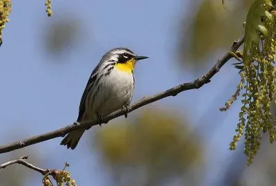 Dendroica dominicana