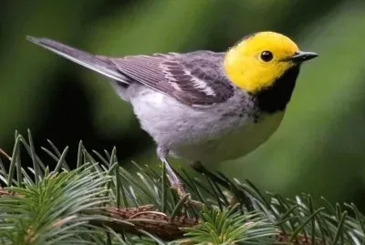 Dendroica occidentale