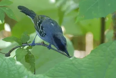 Averla formichiera variabile