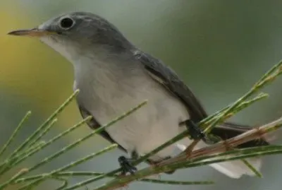 Zanzariere blugrigio