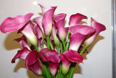 flores jigsaw puzzle