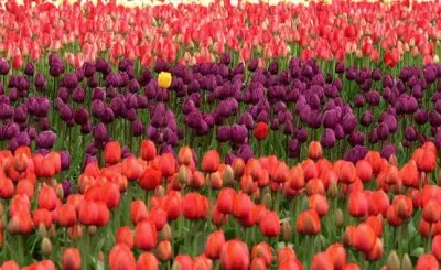 Imagem jigsaw puzzle