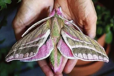natural