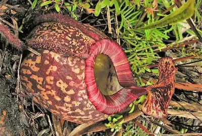 natural jigsaw puzzle