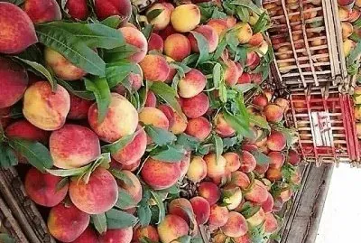 פאזל של frutas