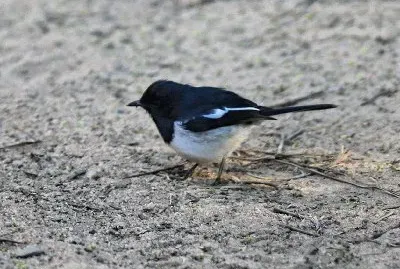 Merlo gazza del madagascar