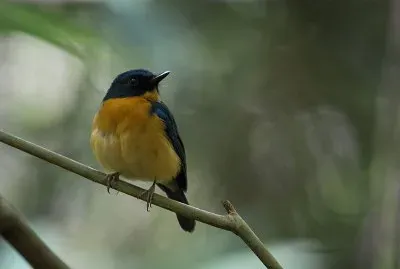 Pigliamosche blu di sulawesi