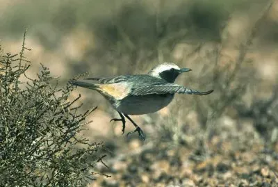 Monachella testagrigia