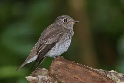Pigliamosche bruno asiatico