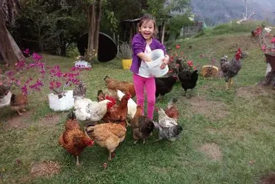 Alimentando gallinas