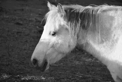 Imagem jigsaw puzzle