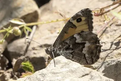 Hipparchia aristaues