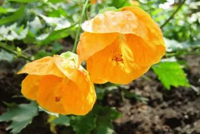 BLOEMENWEELDE