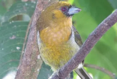 Barbuto di frantzius