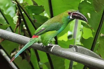 Tucanetto groppacremisi