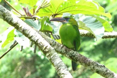 Tucanetto beccosolcato