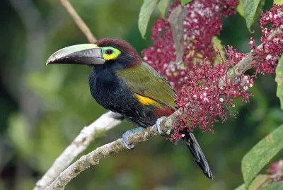 Tucanetto guancegialle