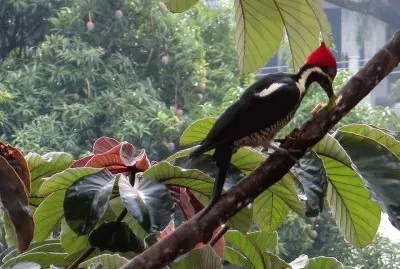 Carpintero
