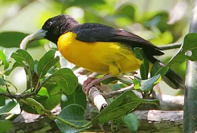 Tessitore bicolore