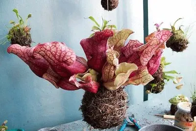 flores