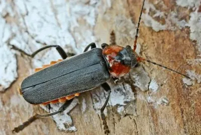 Cantharis fusca