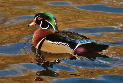 Wood Duck jigsaw puzzle