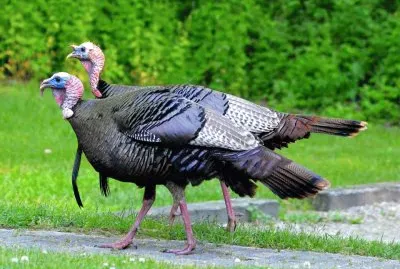 Wild Turkeys