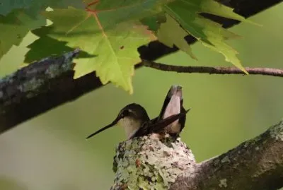 Hummingbirds
