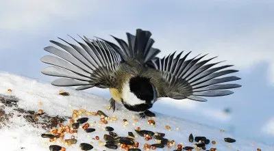 Chickadee